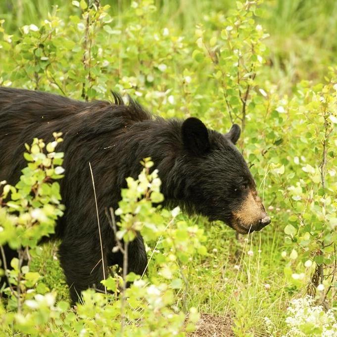 North Macedonia national park's rising bear population poses a threat to residents